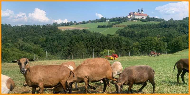 Urlaub Rosenhof Kerschbaumer gewinnen