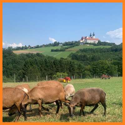 Urlaub Rosenhof gewinnen