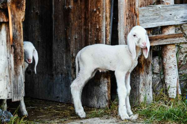Familienurlaub am Bauernhof in der Steiermark gewinnen, Lämmer 