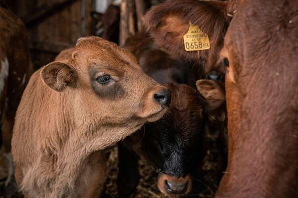 Familienurlaub am Bauernhof in der Steiermark gewinnen, Kühe